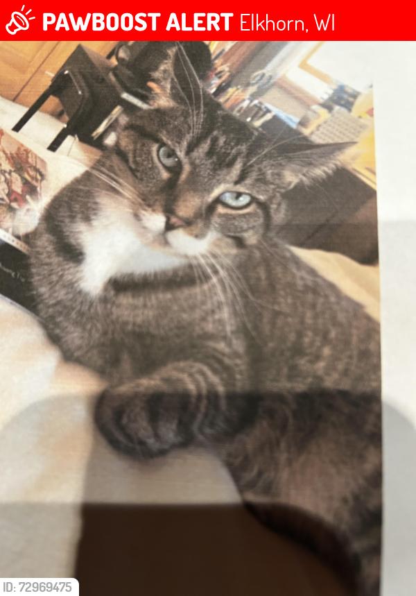 Lost Male Cat last seen blocks WEST of Church , Elkhorn, WI 53121