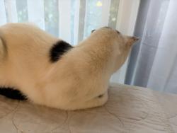 Reunited Female Cat last seen La Jolla blvd , San Diego, CA 92037