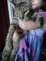 Reunited Male Cat last seen Capehill Drive, Webster, TX 77598