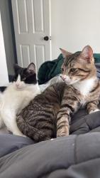 Lost Male Cat last seen Wilson St, Hollywood, FL 33020