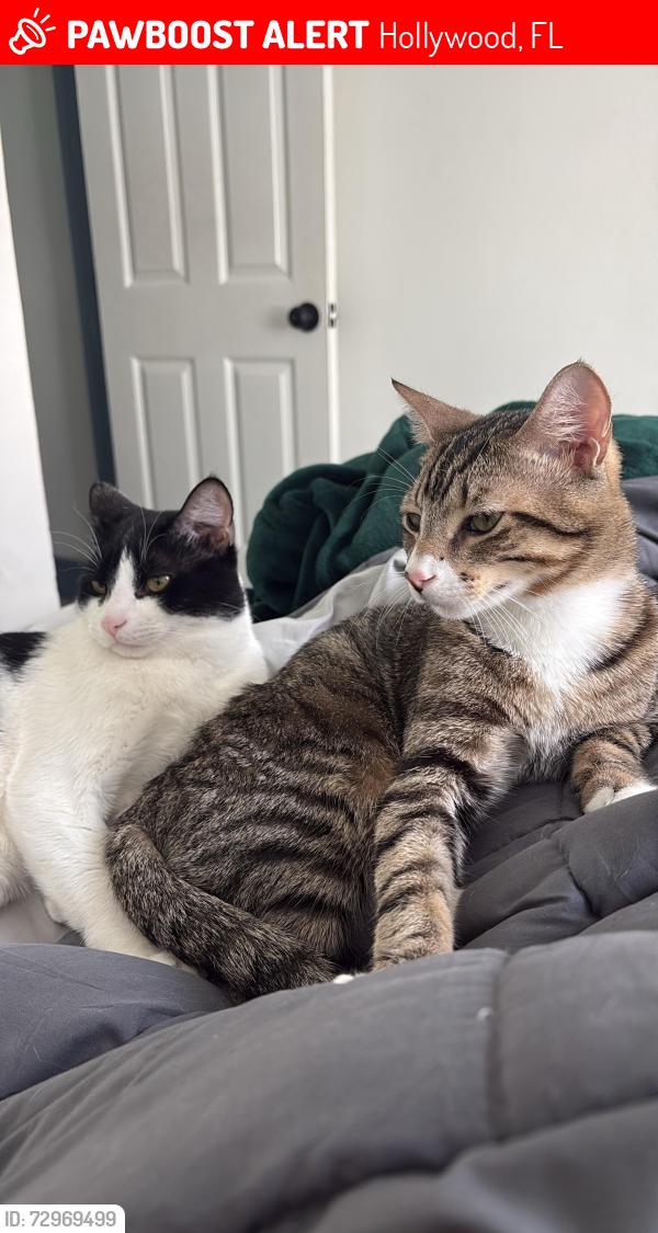 Lost Male Cat last seen Wilson St, Hollywood, FL 33020