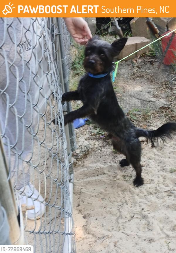 Found/Stray Male Dog last seen W Iowa ave, Southern Pines, NC 28387