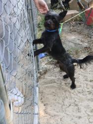 Found/Stray Male Dog last seen W Iowa ave, Southern Pines, NC 28387