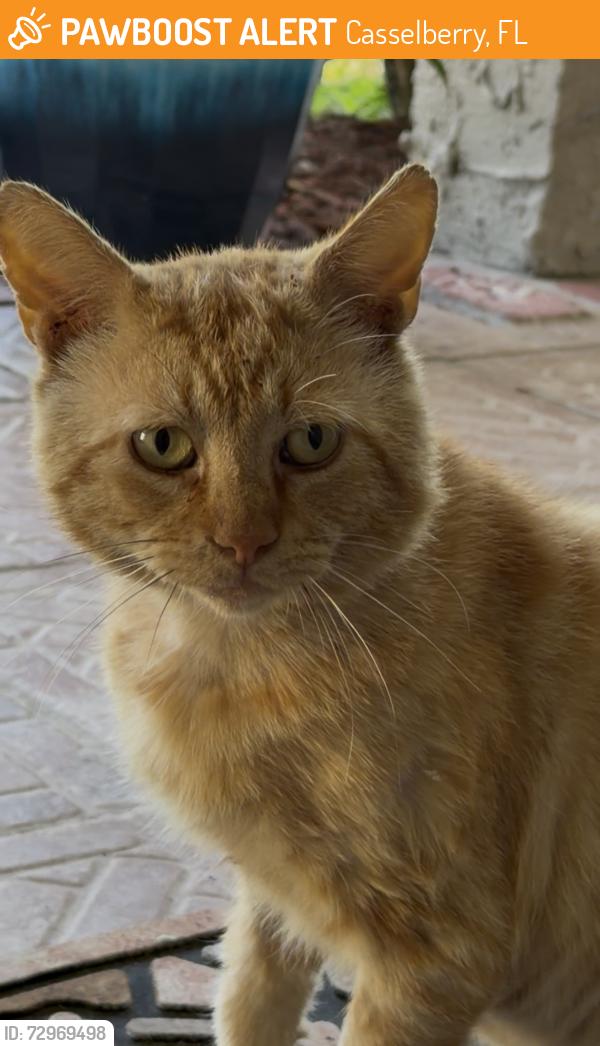 Found/Stray Male Cat last seen Prince Philip dr. Avalon blvd, Casselberry, FL 32707