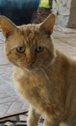 Found/Stray Male Cat last seen Prince Philip dr. Avalon blvd, Casselberry, FL 32707