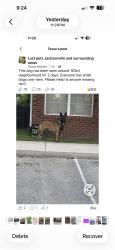 Found/Stray Unknown Dog last seen June 4 2026, Jacksonville, FL 32210