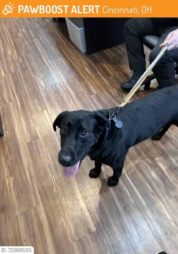 Found/Stray Male Dog last seen Roundbottom Rd , Cincinnati, OH 45244