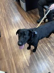 Found/Stray Male Dog last seen Roundbottom Rd , Cincinnati, OH 45244