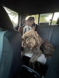 Reunited Female Dog last seen Hills and dales/brunnerdale, Canton, OH 44708