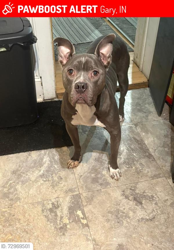 Lost Male Dog last seen 42nd Adams, Gary, IN 46409