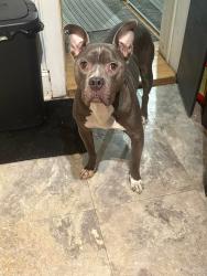 Lost Male Dog last seen 42nd Adams, Gary, IN 46409