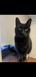 Lost Male Cat last seen Rhonda sue, Imperial Township, MO 63052