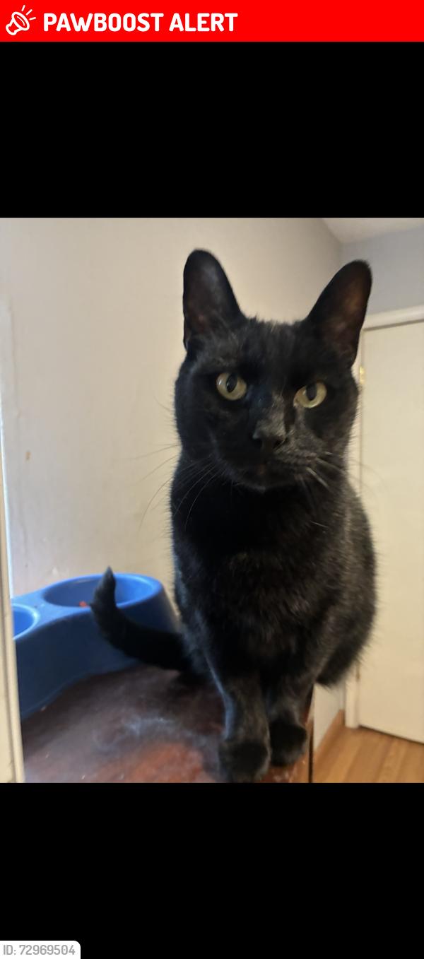 Lost Male Cat last seen Rhonda sue, Imperial Township, MO 63052