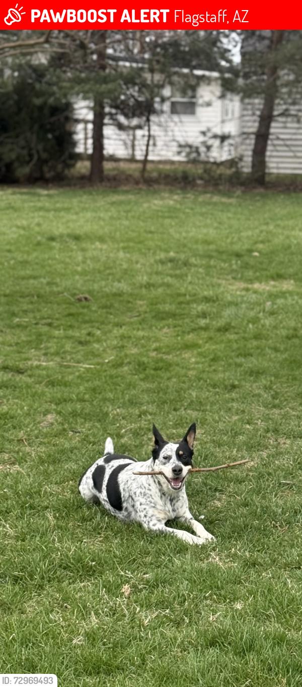 Lost Female Dog last seen I80 mile marker 431, Flagstaff, AZ 86004