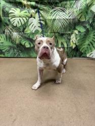 Shelter Stray Male Dog last seen Near Blake Dairy Rd, 29627, Anderson County, SC, Anderson, SC 29622