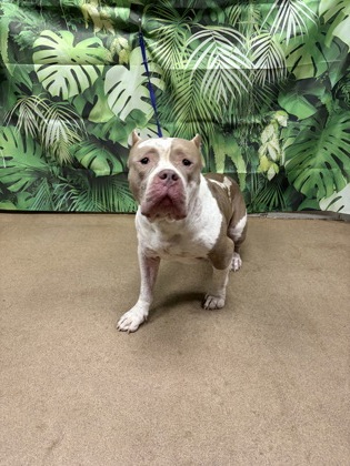 Shelter Stray Male Dog last seen Near Blake Dairy Rd, 29627, Anderson County, SC, Anderson, SC 29622