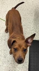 Shelter Stray Male Dog last seen Atlanta, GA 30342, Atlanta, GA 30336