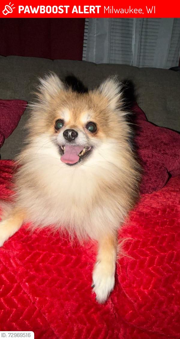 Lost Male Dog last seen S 28th and Arthur ave Milwaukee , Milwaukee, WI 53221