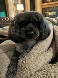 Lost Male Dog last seen Forest and First Street, Neenah, WI 54956