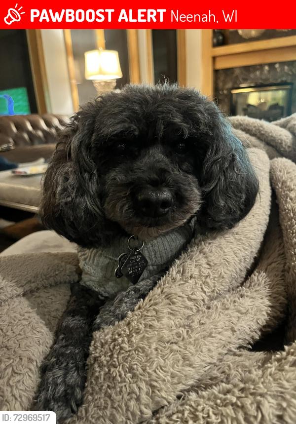 Lost Male Dog last seen Forest and First Street, Neenah, WI 54956