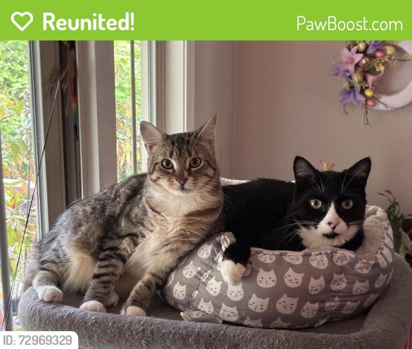 Reunited Male Cat last seen Paloma & El Camino, Gresham, OR 97080