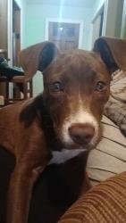 Found/Stray Female Dog last seen On a trail past the Wilsons Athletic Park in Lenoir, Lenoir, NC 28645