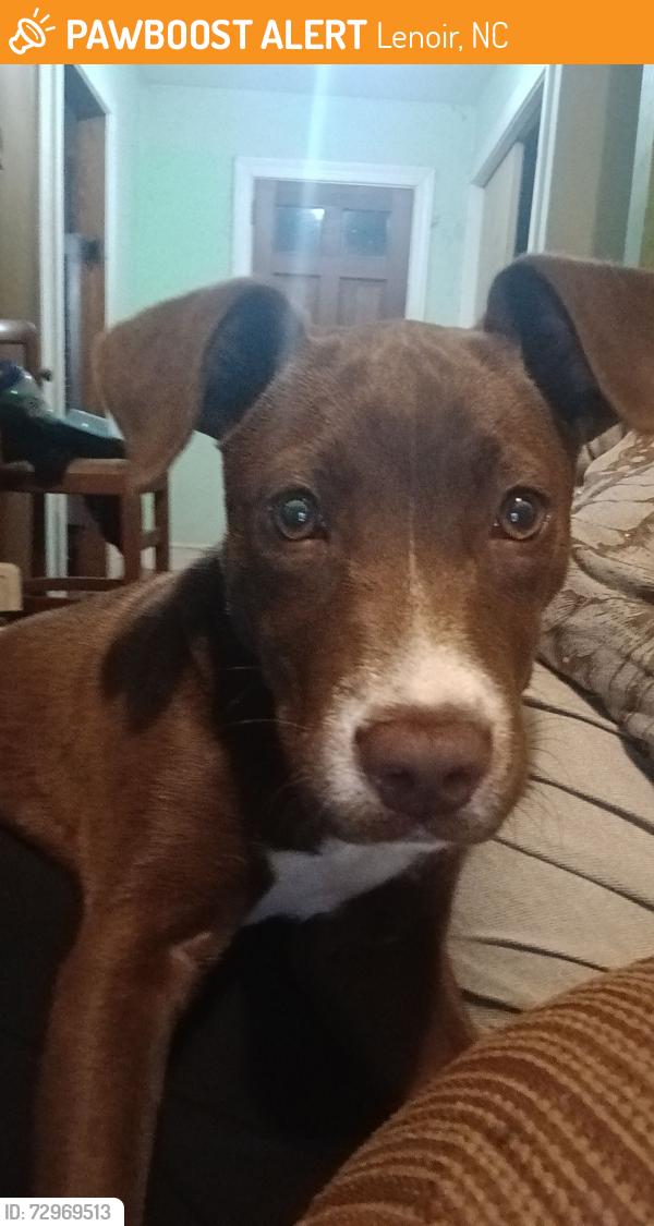 Found/Stray Female Dog last seen On a trail past the Wilsons Athletic Park in Lenoir, Lenoir, NC 28645