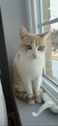 Lost Female Cat last seen Davis Ave , The Bronx, NY 10465