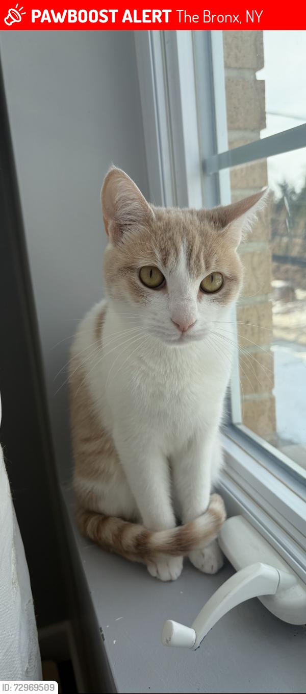 Lost Female Cat last seen Davis Ave , The Bronx, NY 10465