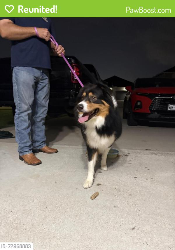 Reunited Male Dog last seen Kingsland Heights , Brookshire, TX 77423
