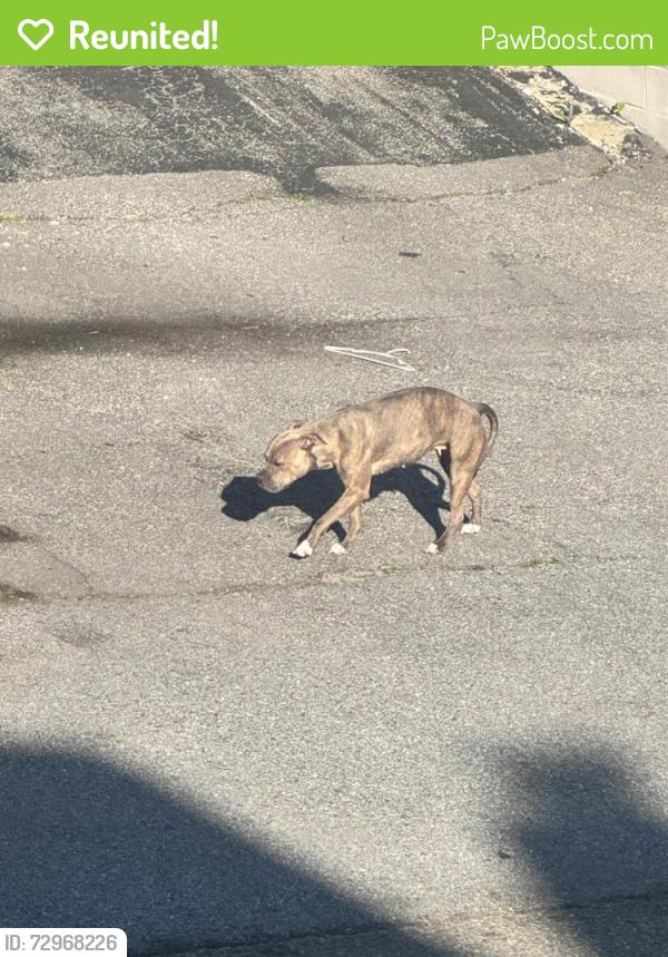 Reunited Female Dog last seen Prentice Street and Belmont Street  , Worcester, MA 01605