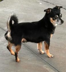 Lost Male Dog last seen Behind Desert Regional Trauma Centee, Palm Springs, CA 92262
