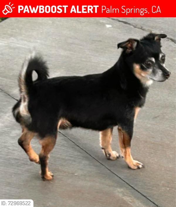 Lost Male Dog last seen Behind Desert Regional Trauma Centee, Palm Springs, CA 92262
