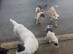 Found/Stray Unknown Dog last seen bristol and s flores, San Antonio, TX 78214