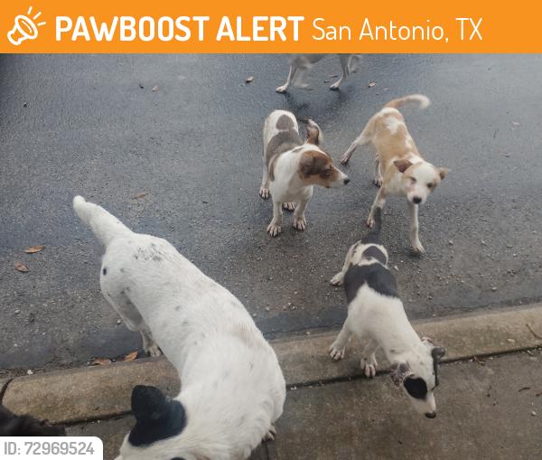 Found/Stray Unknown Dog last seen bristol and s flores, San Antonio, TX 78214