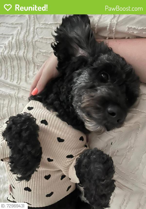 Reunited Female Dog last seen Enders Place Baldwin Park , Orlando, FL 32803
