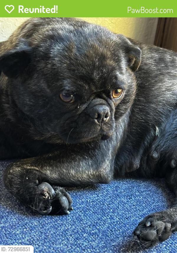 Reunited Female Dog last seen A St, Antioch, CA 94509