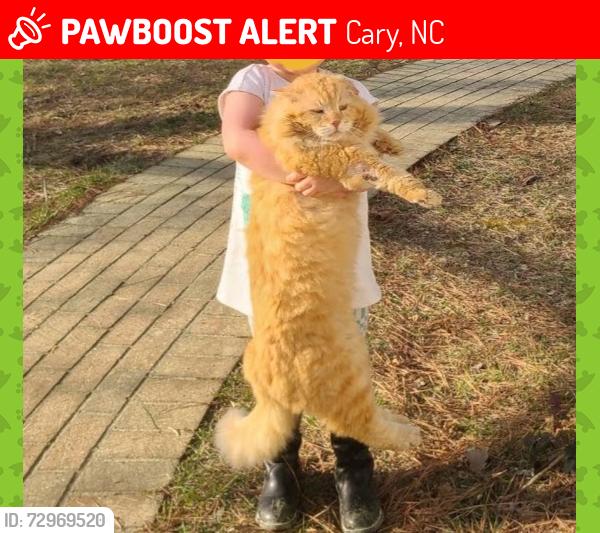 Lost Male Cat last seen Hwy 55, Cary, NC 27519