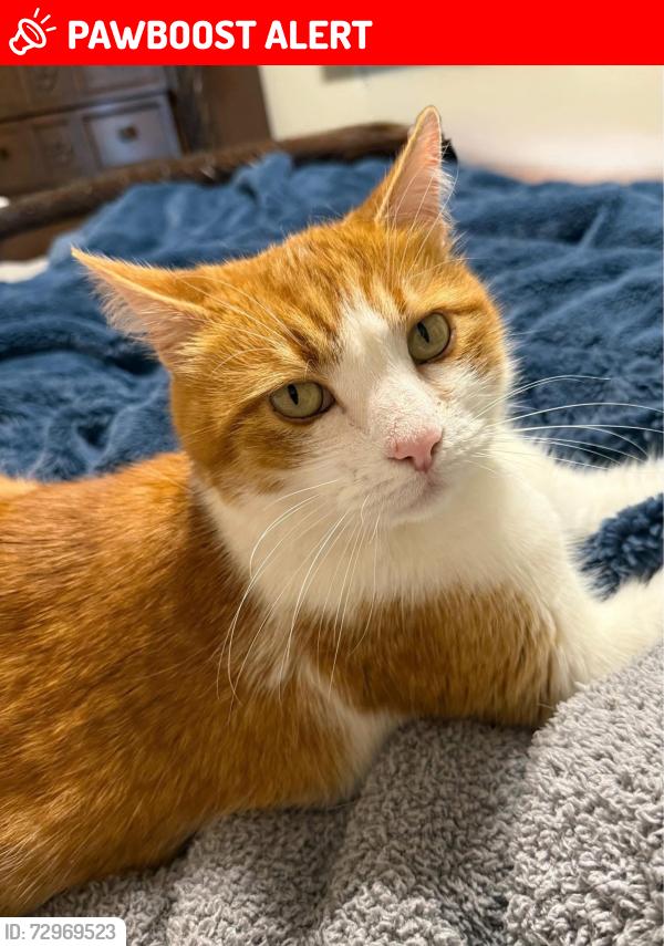 Lost Male Cat last seen West Hewett Road, Santa Rosa Beach, FL 32459