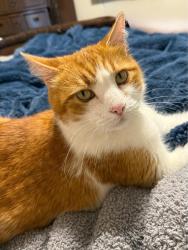 Lost Male Cat last seen West Hewett Road, Santa Rosa Beach, FL 32459