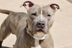 Shelter Stray Male Dog last seen Richmond Terrace, STATEN ISLAND, NY, 10301, Staten Island, NY 10309