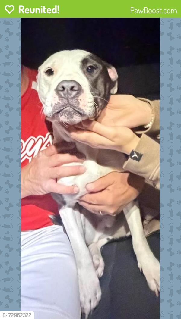 Reunited Male Dog last seen Near , West Bradford Township, PA 19372