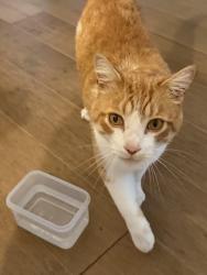 Found/Stray Unknown Cat last seen 113th street and Southeastern parkway, Fall Creek Township, IN 46040
