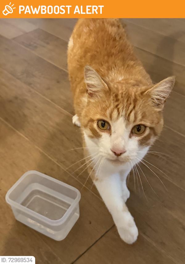 Found/Stray Unknown Cat last seen 113th street and Southeastern parkway, Fall Creek Township, IN 46040