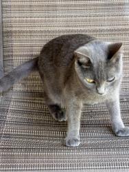 Lost Female Cat last seen Near southeast military drive, San Antonio, TX 78214