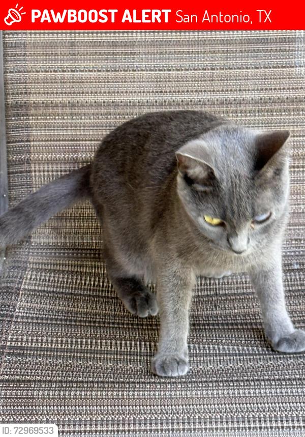 Lost Female Cat last seen Near southeast military drive, San Antonio, TX 78214