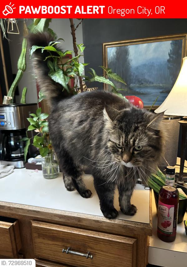 Lost Female Cat last seen Country Village ests , Oregon City, OR 97045