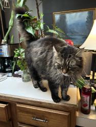 Lost Female Cat last seen Country Village ests , Oregon City, OR 97045