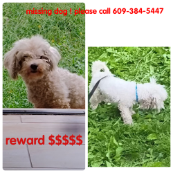 Lost Male Dog last seen Mickle at and carman , Camden, NJ 08102