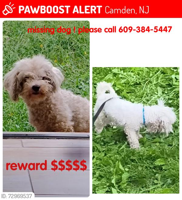Lost Male Dog last seen Mickle at and carman , Camden, NJ 08102
